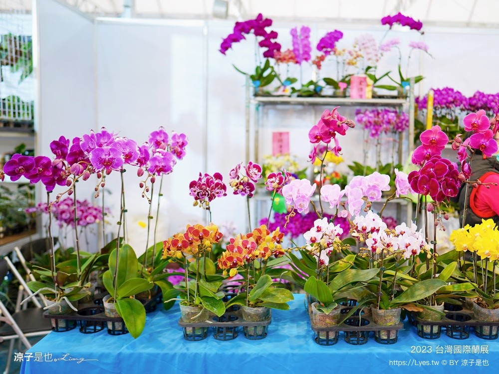 台灣國際蘭展 門票 2023時間 台南景點 魔境 恐龍 親子diy 必看亮點 台南限定蘭花