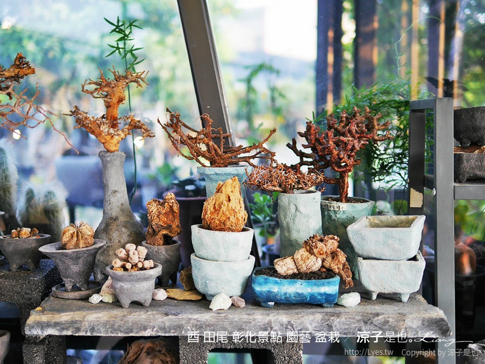 酉 田尾 彰化景點 園藝 盆栽