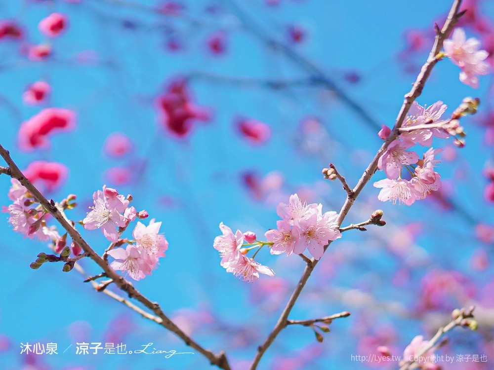 沐心泉休閒農場 2022 櫻花花況 票價 台中景點 預約 新社 親子景點 接泊車 白雪木 黃金楓