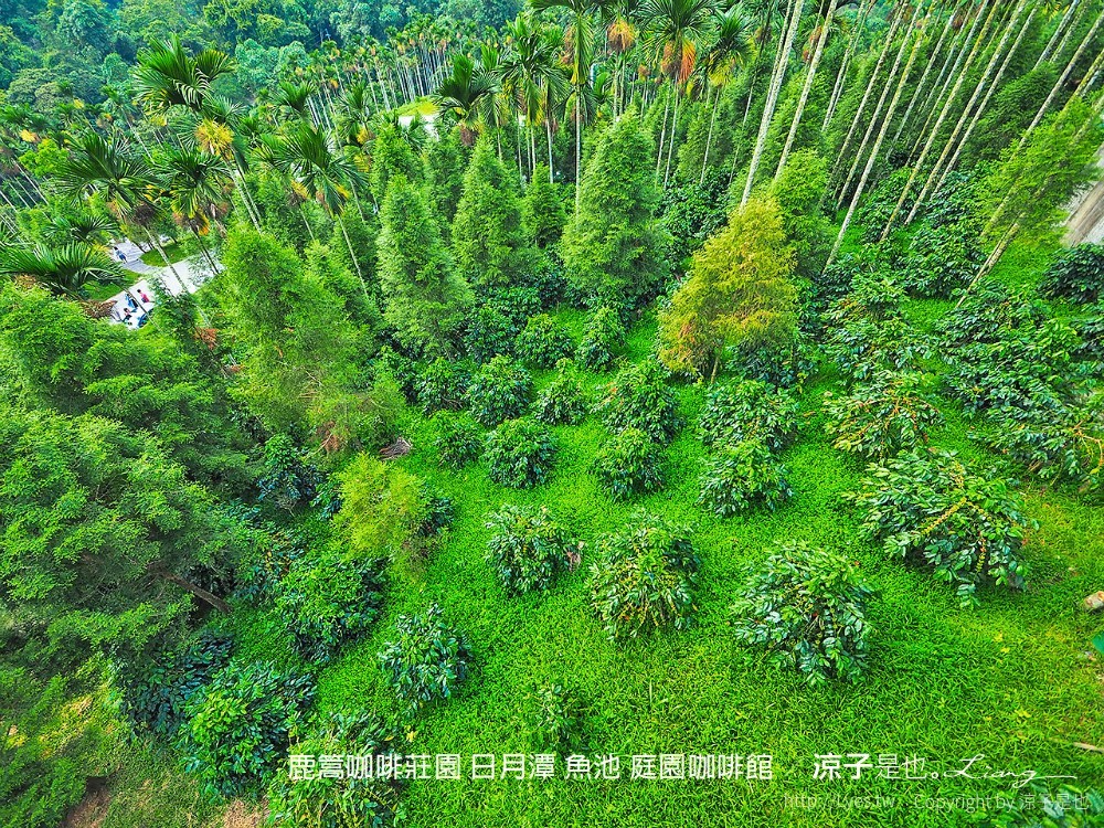 鹿篙咖啡莊園 日月潭 魚池 庭園咖啡館