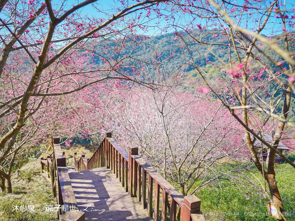 沐心泉休閒農場 2022 櫻花花況 票價 台中景點 預約 新社 親子景點 接泊車 白雪木 黃金楓