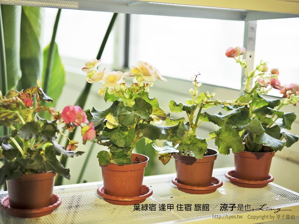 葉綠宿 逢甲 住宿 旅館