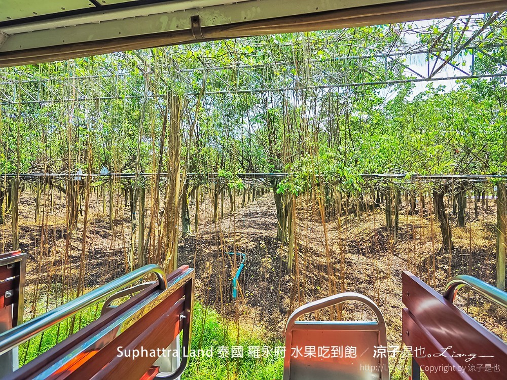 suphattra land 泰國 羅勇府 水果吃到飽