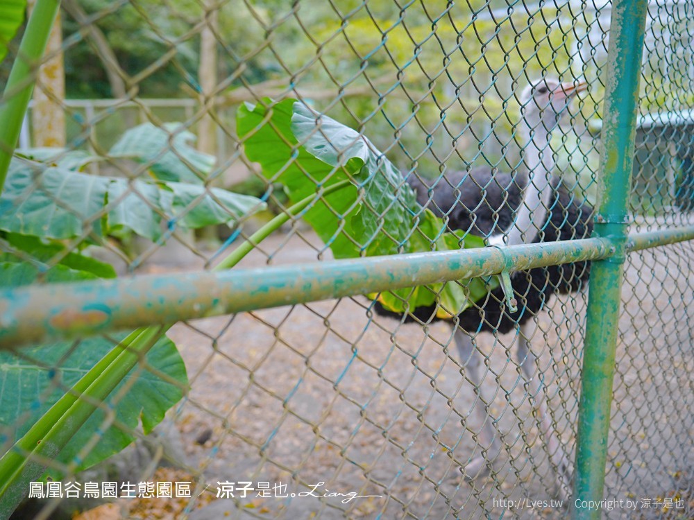 鳳凰谷鳥園生態園區 南投 親子景點 森林溜滑梯 賞鳥 DIY 鹿谷 步道 吊橋 瀑布