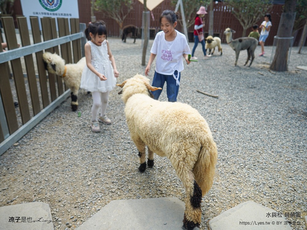 水與松萌萌園 門票 埔里 親子景點 動物園 埔里一日遊推薦 南投農場 羊駝 水豚君 南投景點