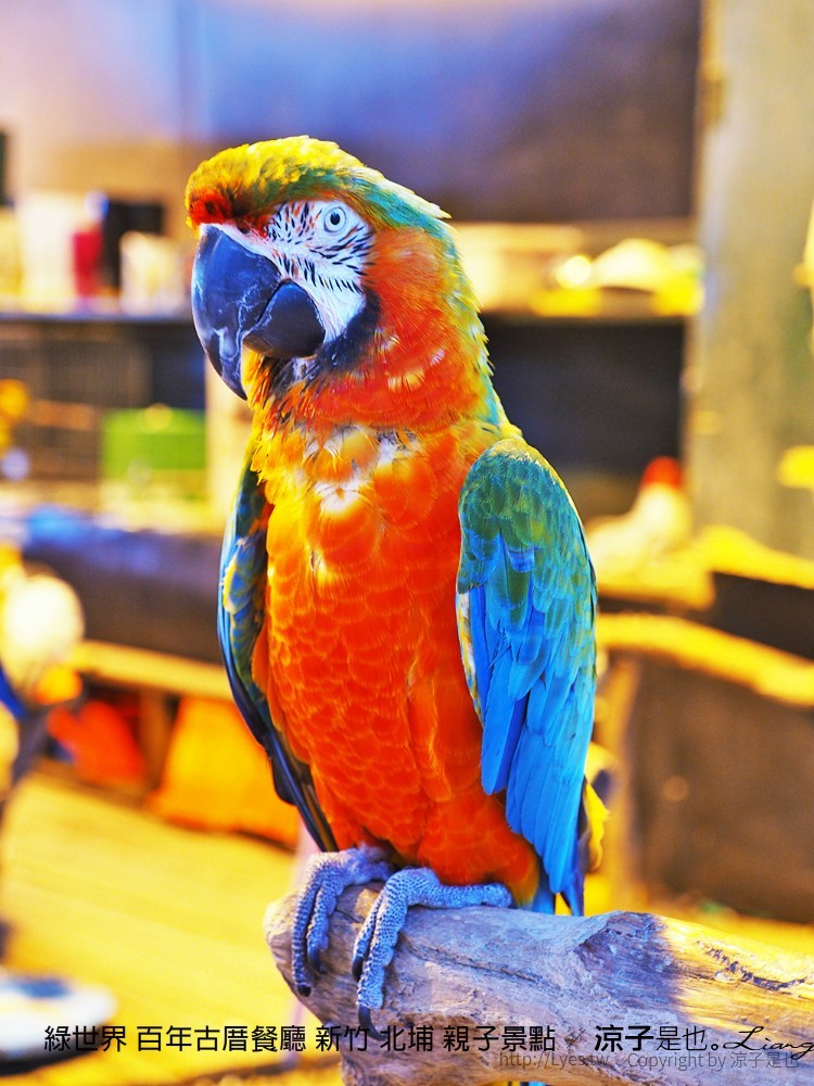 綠世界 百年古厝餐廳 新竹 北埔 親子景點