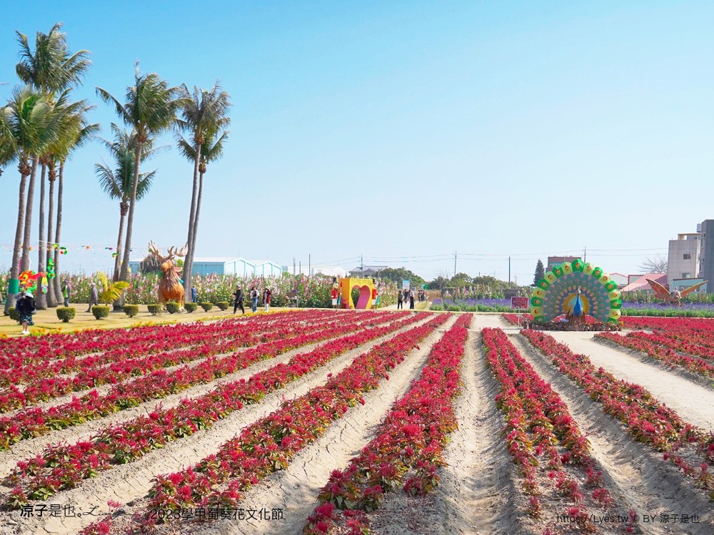 學甲蜀葵花文化節 2023 蜀葵花季 一丈紅迷宮 紫色鼠尾草 季節 花況 交通 學甲景點
