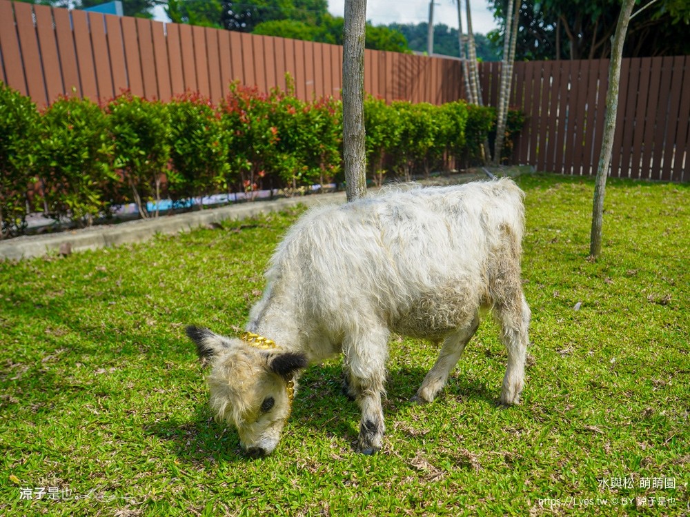 水與松萌萌園 門票 埔里 親子景點 動物園 埔里一日遊推薦 南投農場 羊駝 水豚君 南投景點