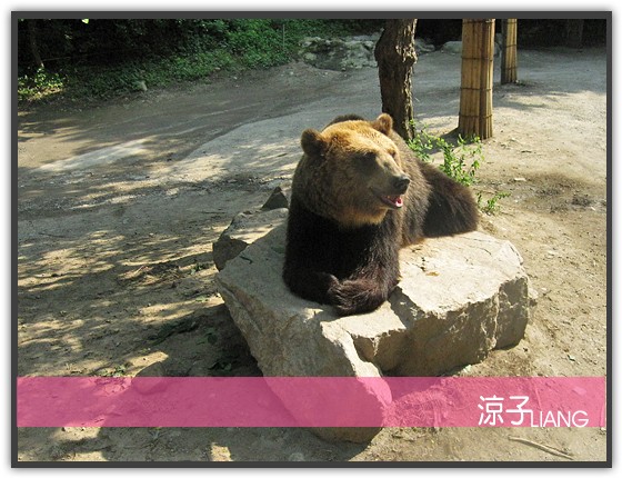 愛寶樂園(動物篇)13