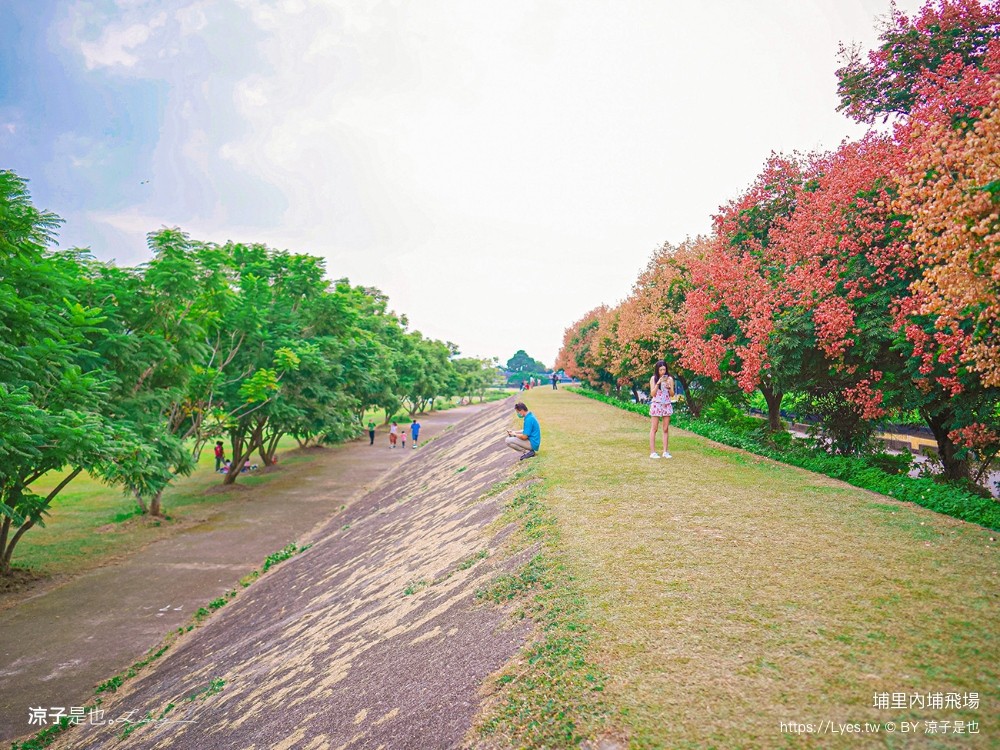 埔里景點 埔里內埔飛場 欒樹親子景點 南投藍花楹花道 賞花秘境 草地野餐 放風箏 玩球