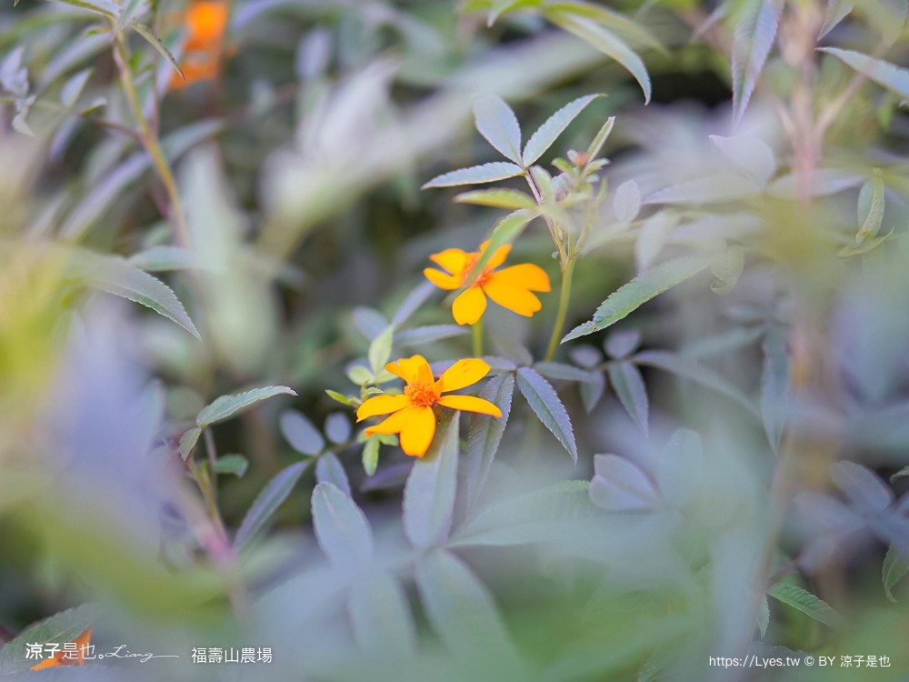 福壽山農場 民宿房型 住宿 露營 蘋果