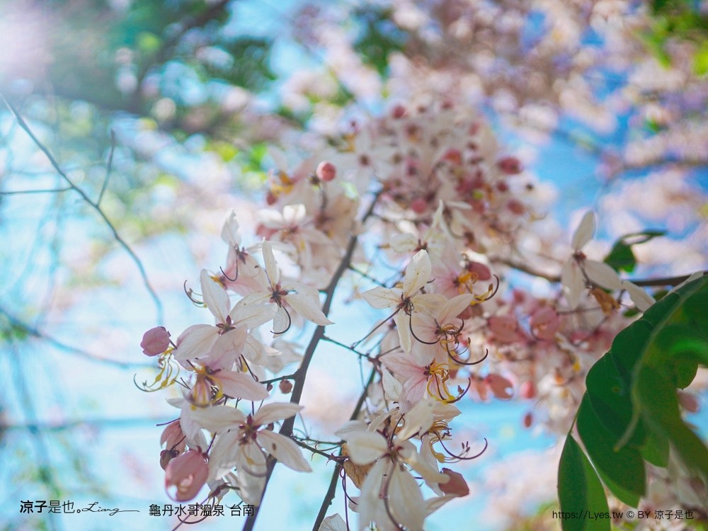龜丹水哥溫泉區 台南景點 spa 露天溫泉池 花旗木秘境 水哥休閒農事體驗