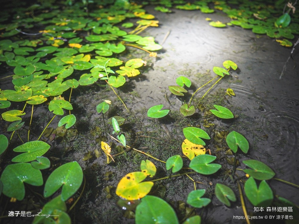 知本森林遊樂區 台東親子景點 夜探知森 夜間導覽 星象導覽 國家森林 台東景點 知本景點