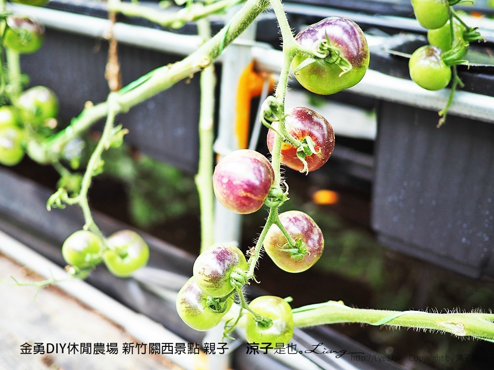 金勇DIY休閒農場 新竹關西景點 親子