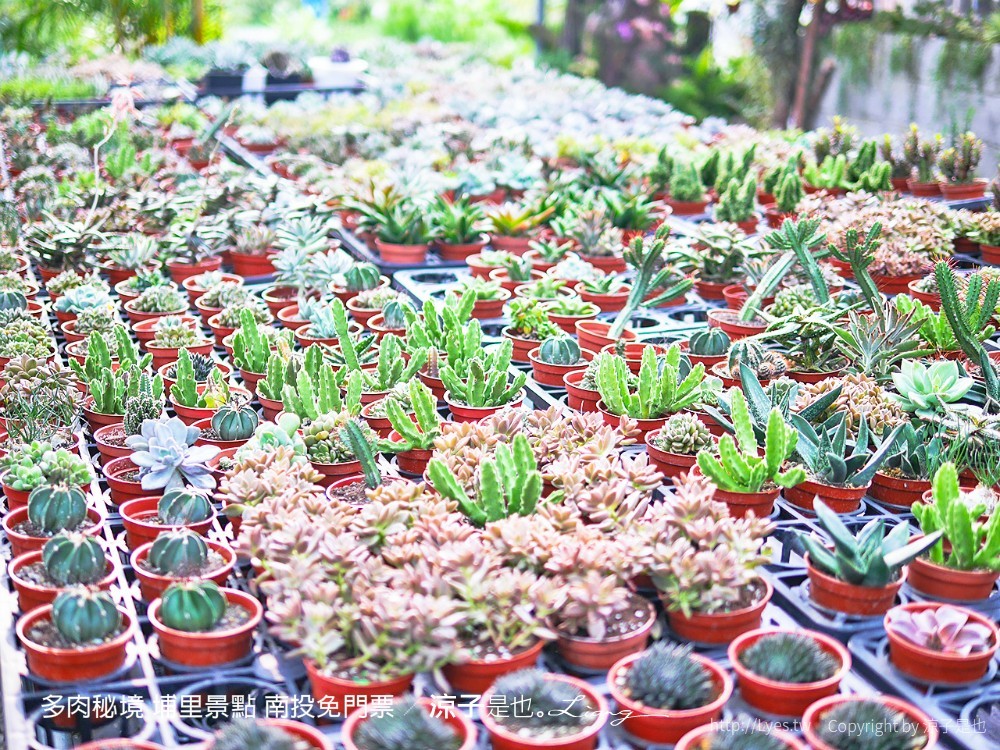 多肉秘境 埔里景點 南投免門票