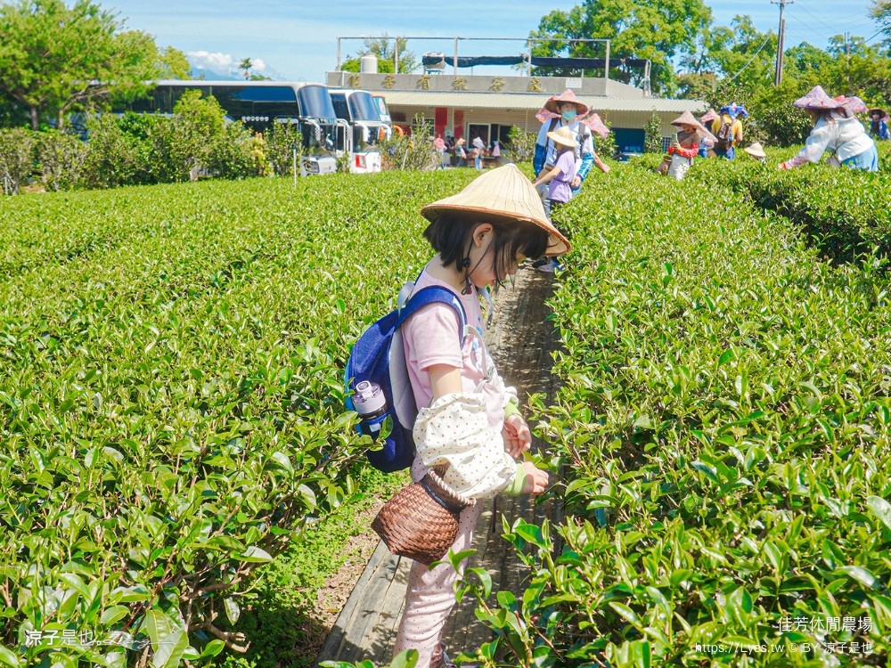 佳芳休閒茶園 台東景點 親子景點 初鹿景點 有機茶園 台東採茶 台東茶園 蛋捲diy體驗 台東一日遊