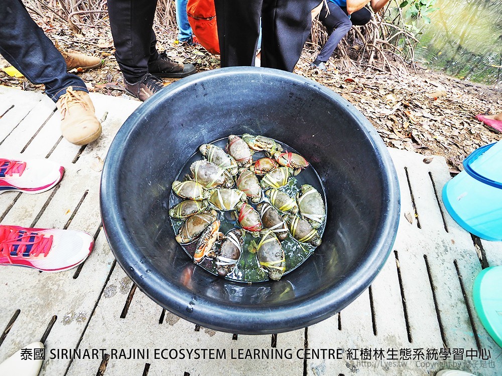 泰國 SIRINART RAJINI ECOSYSTEM LEARNING CENTRE 紅樹林生態系統學習中心