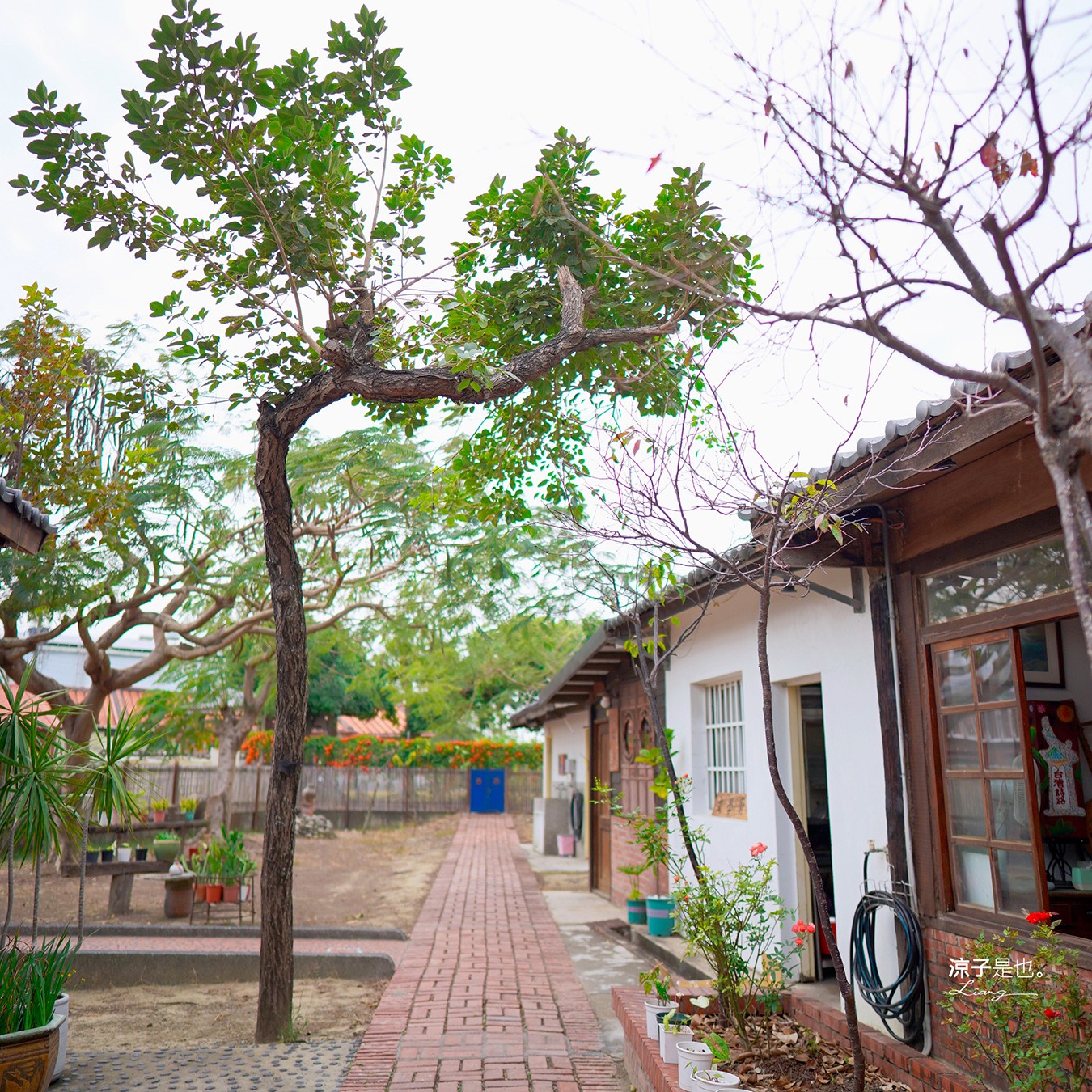 台灣詩路 台南 鹽水景點 免門票 景點推薦 預約制餐廳 木綿花 台南鹽水文學步道