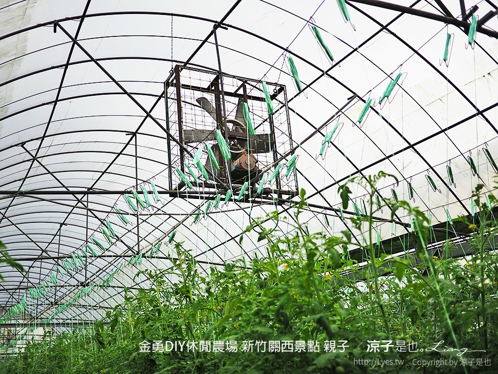 金勇DIY休閒農場 新竹關西景點 親子