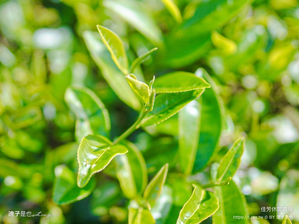 佳芳休閒茶園 台東景點 親子景點 初鹿景點 有機茶園 台東採茶 台東茶園 蛋捲diy體驗 台東一日遊