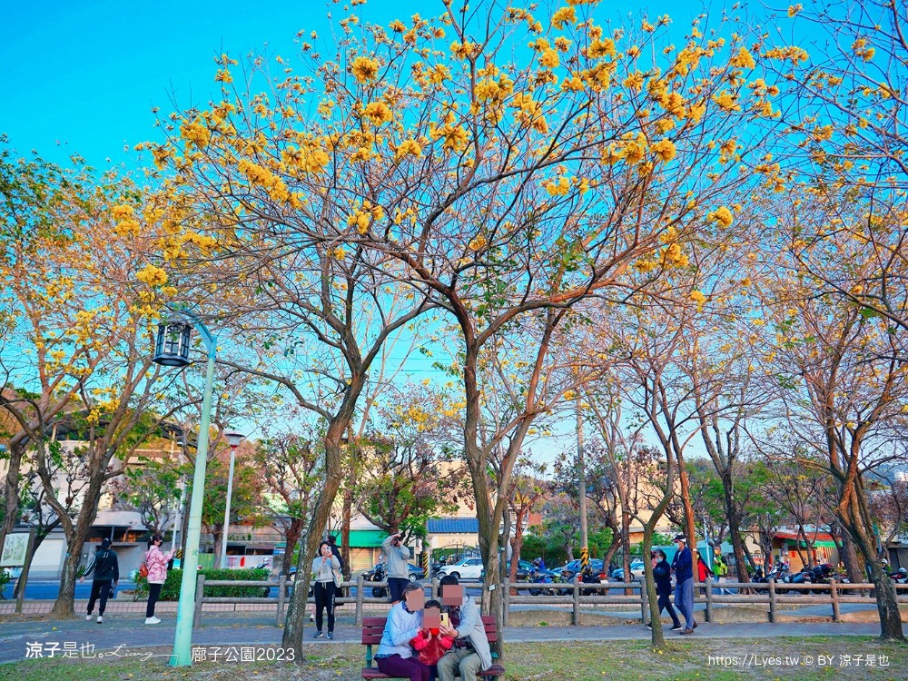 廍子公園2023 黃金風鈴木 台中親子景點 野餐 賞花