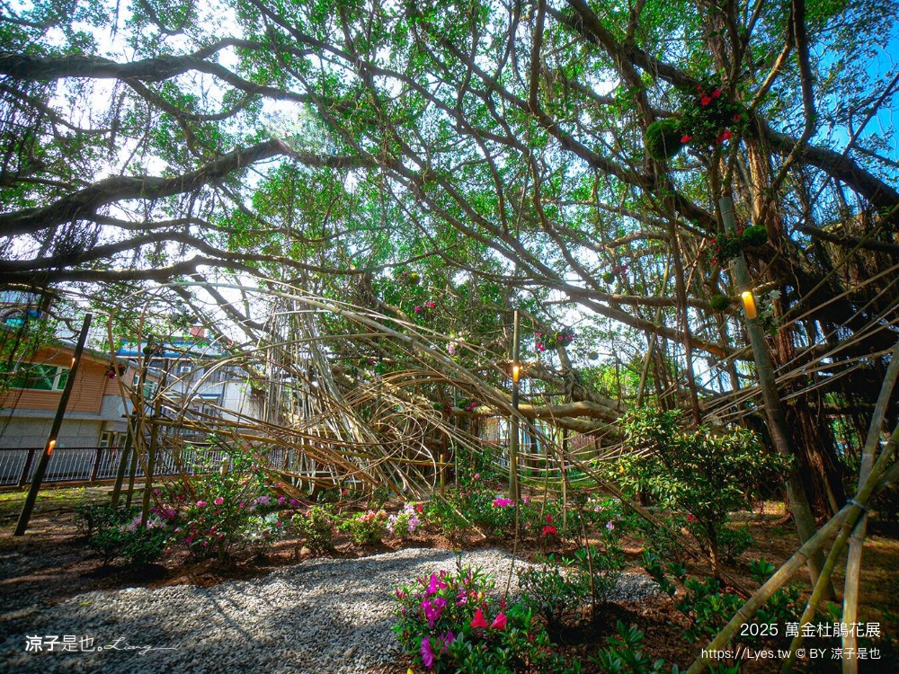 萬金杜鵑花展2025 金山中山溫泉公園 新北景點 北海岸活動 交通 展期 花藝造景 打卡必拍 懶人包
