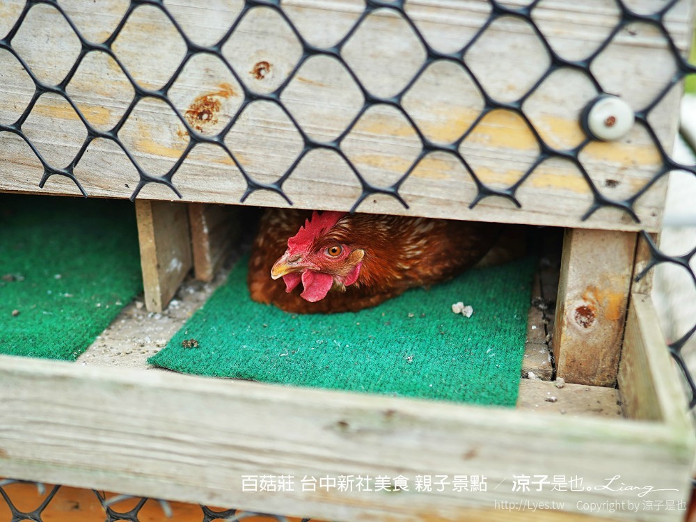 百菇莊 台中新社美食 親子景點