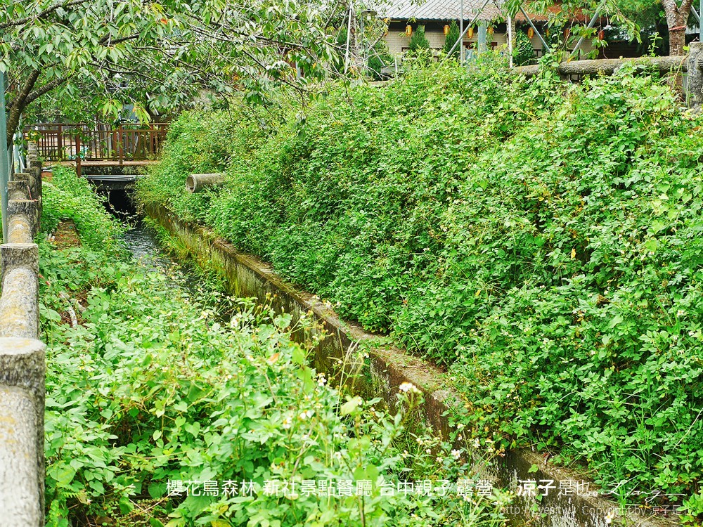 新社景點-櫻花鳥森林 迷你小火車x溜滑梯戲水區x鸚鵡放飛秀x露營 不止花好拍 親子旅遊也好玩！
