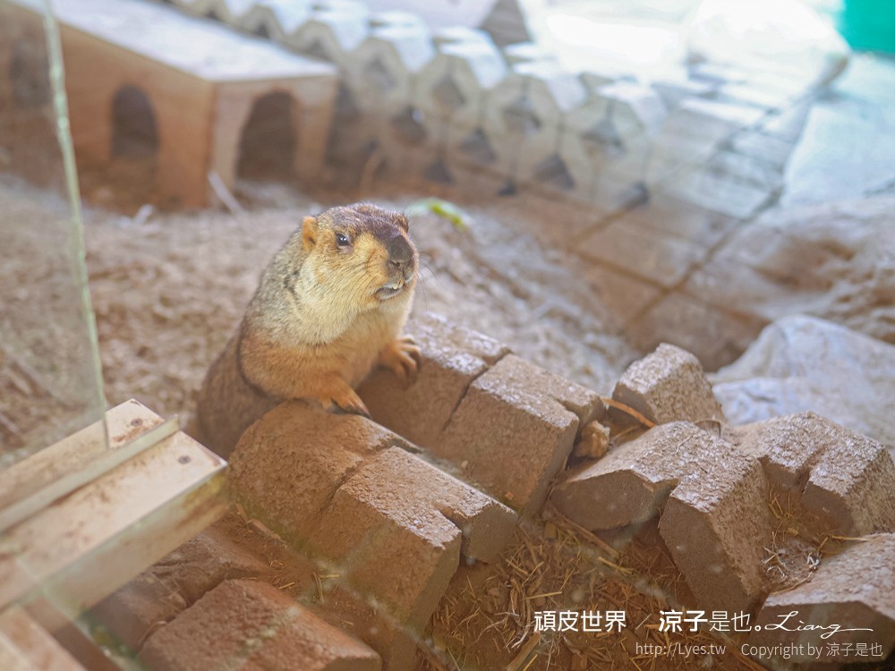 頑皮世界野生動物園攻略 門票優惠 台南親子景點 南台灣動物園 水豚君 長頸鹿 遊樂設施 戲水池