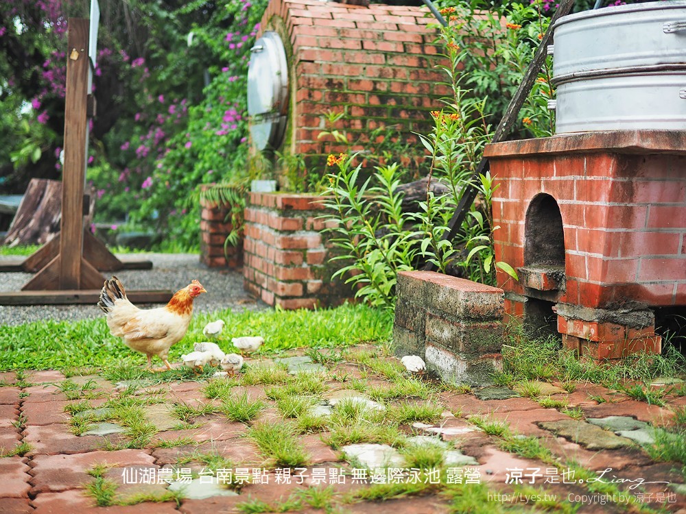 仙湖農場 台南景點 親子景點 無邊際泳池 露營