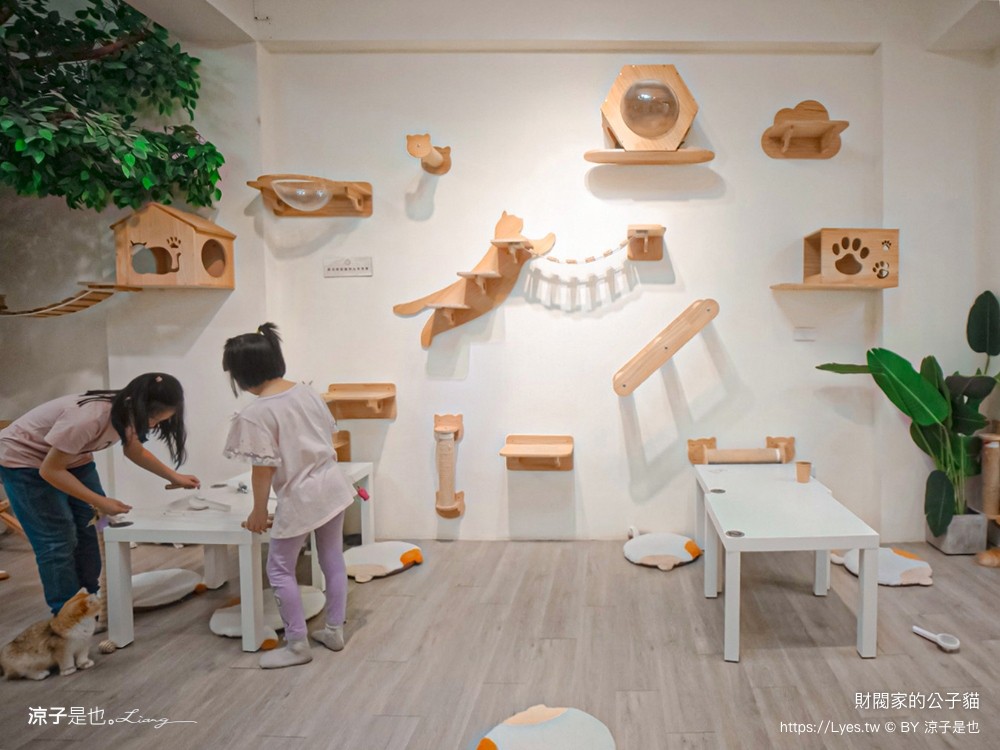 財閥家的公子貓 台南擼貓咖啡廳 台南景點推薦 狐獴 台南親子景點 室內景點 貓咪咖啡館 浣熊 狐獴 袋鼠 球蟒 雪貂 守宮
