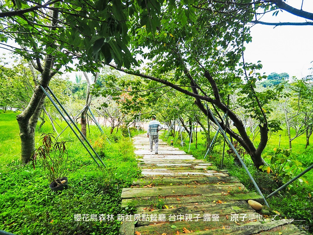 新社景點-櫻花鳥森林 迷你小火車x溜滑梯戲水區x鸚鵡放飛秀x露營 不止花好拍 親子旅遊也好玩！
