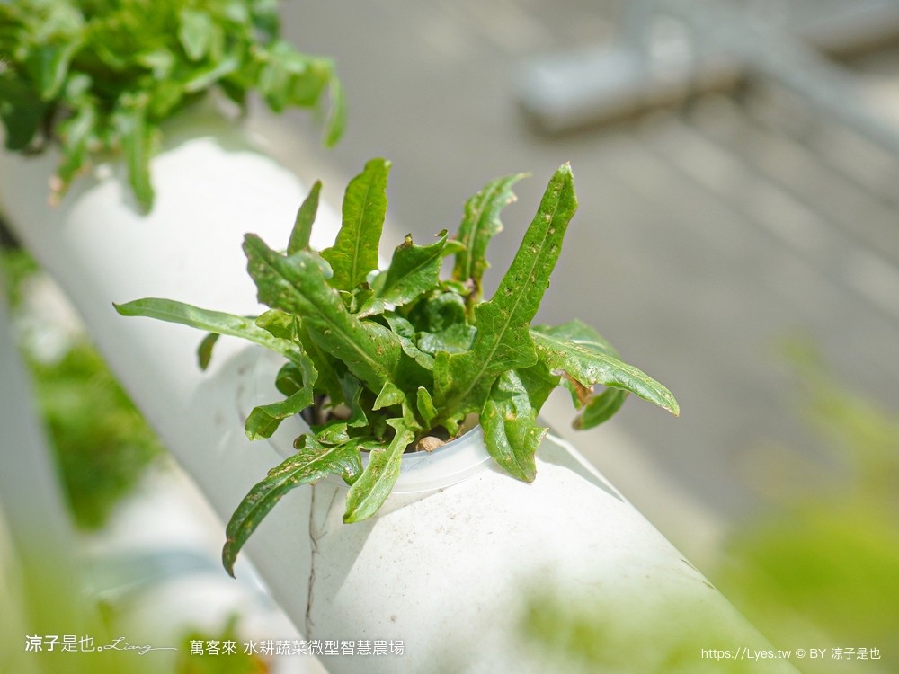 萬客來水耕蔬菜微型智慧農場 菜單 台南餐廳 台南美食 玻璃屋餐廳 台南景觀餐廳 早午餐