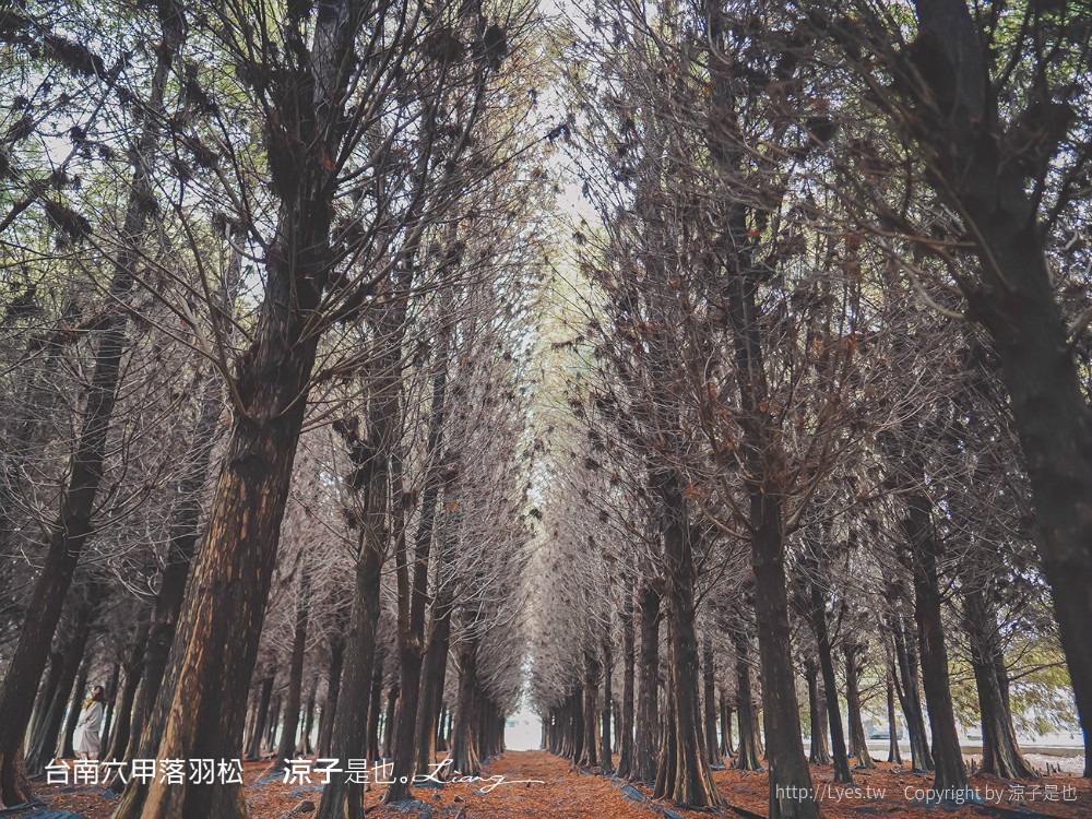 台南六甲落羽松森林秘境 台南景點 親子 2022 交通 停車場 台南一日遊 季節