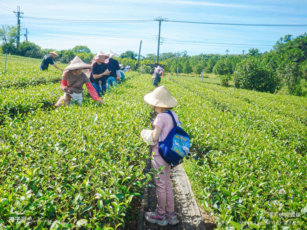 佳芳休閒茶園 台東景點 親子景點 初鹿景點 有機茶園 台東採茶 台東茶園 蛋捲diy體驗 台東一日遊