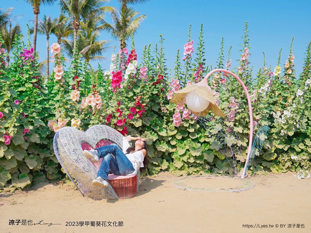 學甲蜀葵花文化節 2023 蜀葵花季 一丈紅迷宮 紫色鼠尾草 季節 花況 交通 學甲景點