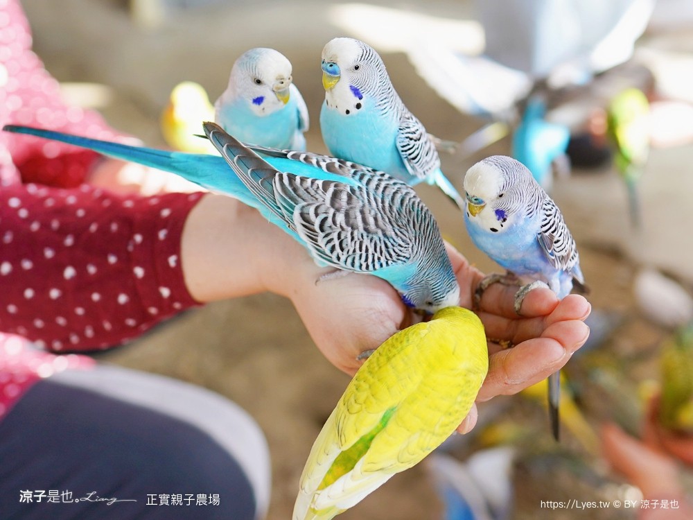 正實親子農場 門票 彰化 親子景點 撿雞蛋 氣墊樂園 溜滑梯 免費 餵小動物體驗 沙坑