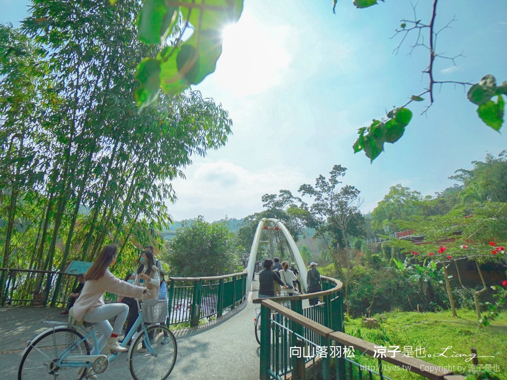 向山落羽松 日月潭自行車道 湖畔 落羽松步道 日月潭景點推薦 IG打卡 南投親子