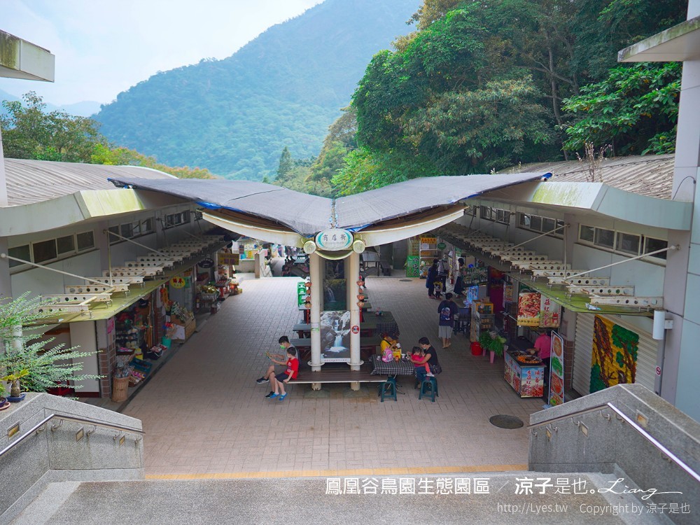 鳳凰谷鳥園生態園區 南投 親子景點 森林溜滑梯 賞鳥 DIY 鹿谷 步道 吊橋 瀑布