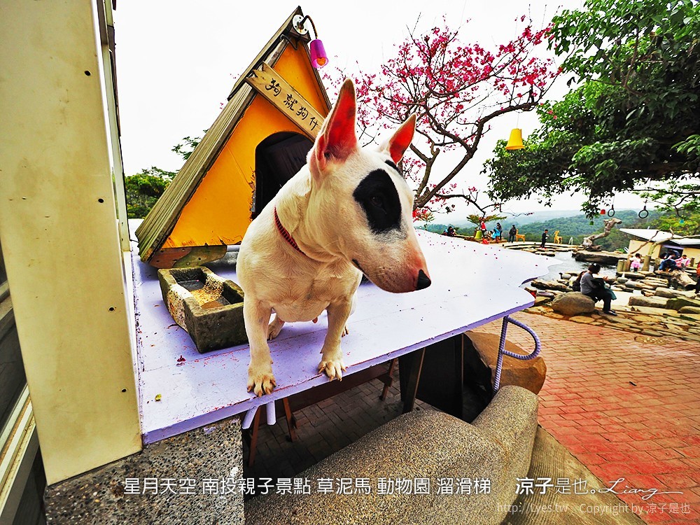 星月天空 南投親子景點 草泥馬 動物園 溜滑梯