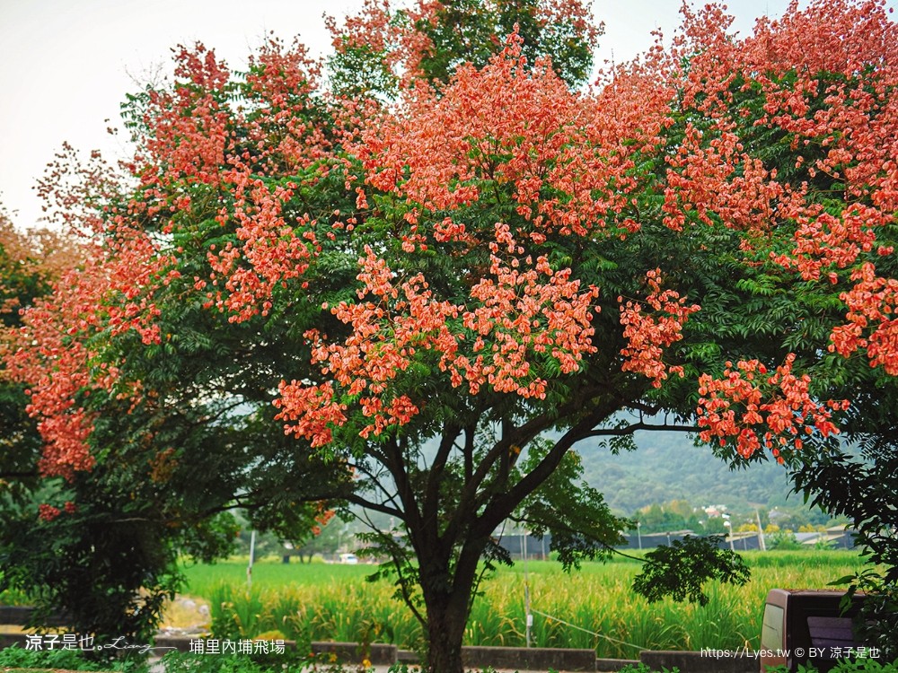 埔里景點 埔里內埔飛場 欒樹親子景點 南投藍花楹花道 賞花秘境 草地野餐 放風箏 玩球
