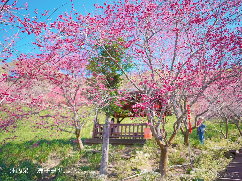 沐心泉休閒農場 2022 櫻花花況 票價 台中景點 預約 新社 親子景點 接泊車 白雪木 黃金楓