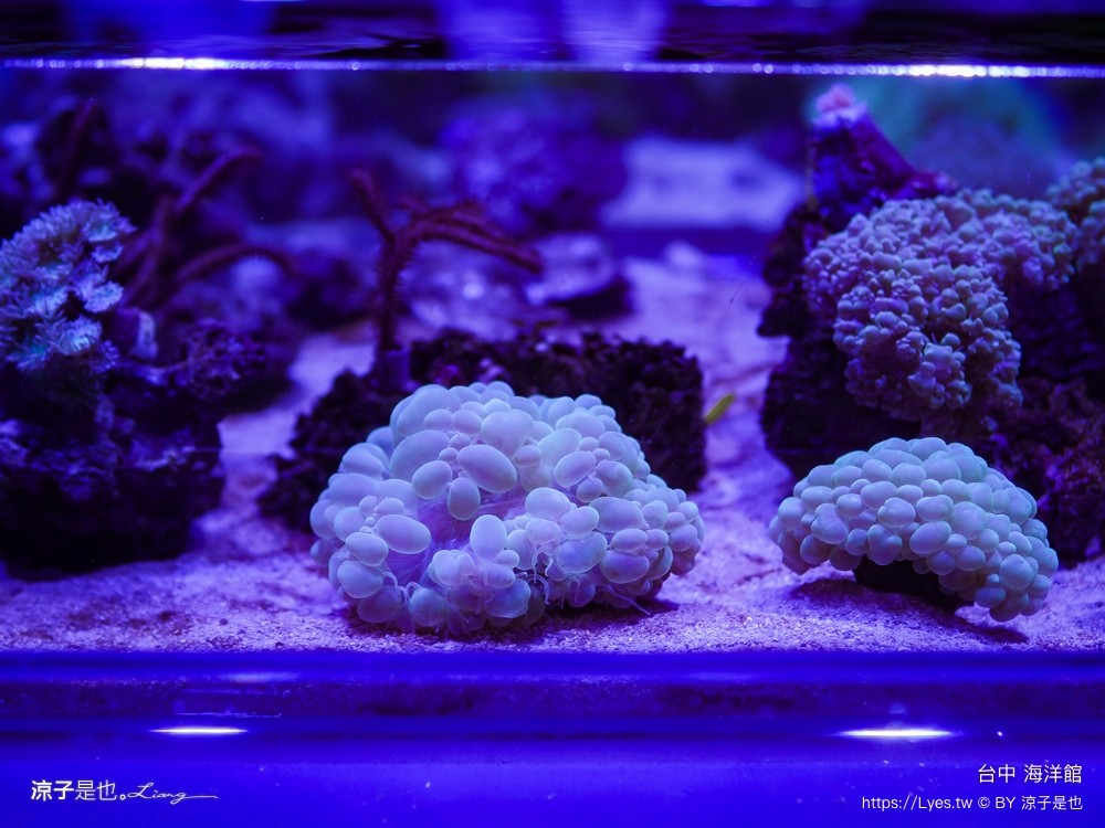 台中海洋館 門票優惠 交通 八大展區 免費票 台中親子景點 台中景點推薦 懶人包 攻略 必看特色