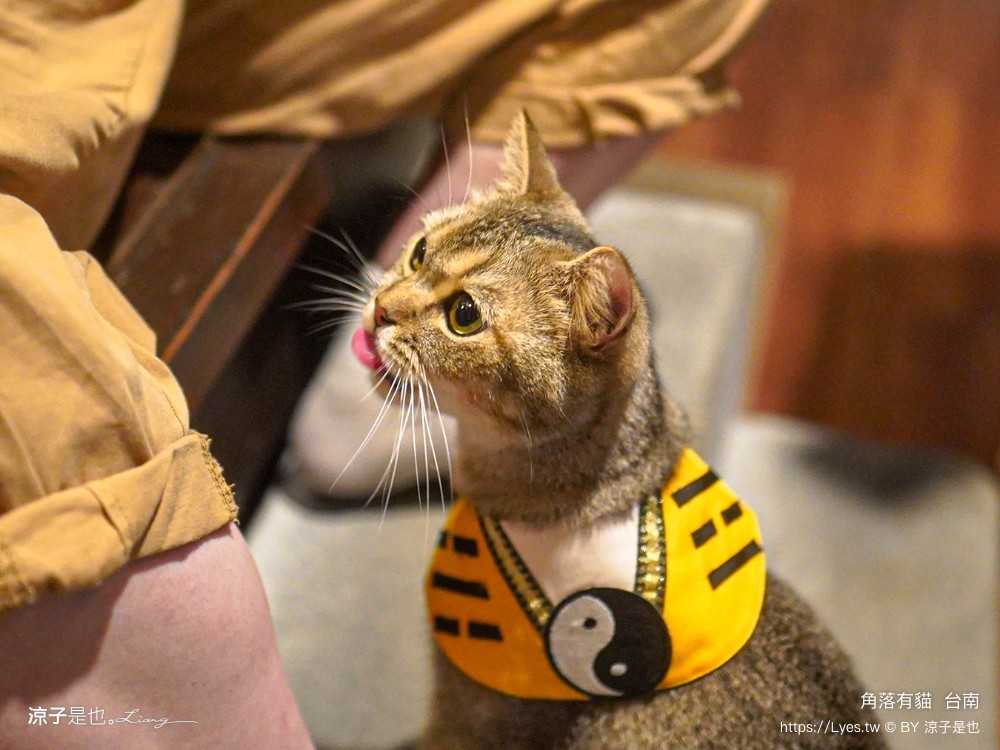 台南角落有貓 菜單 台南 貓咪咖啡廳 老宅餐廳 台南美食推薦 親子景點 日式老宅 貓奴 甜點