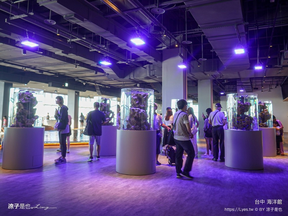 台中海洋館 門票優惠 交通 八大展區 免費票 台中親子景點 台中景點推薦 懶人包 攻略 必看特色