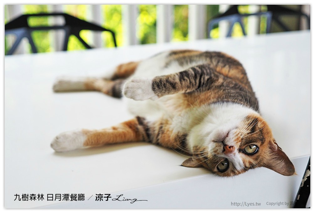 九樹森林 日月潭餐廳