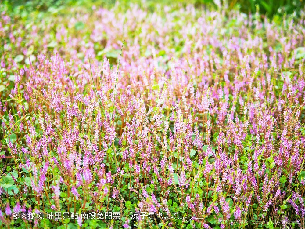 多肉秘境 埔里景點 南投免門票