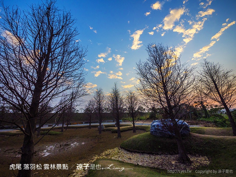 虎尾 落羽松 雲林景點