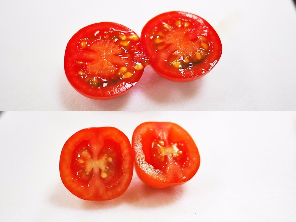 番茄方舟 ARK Tomato 玻璃溫室農場 無毒種植 天使串番茄