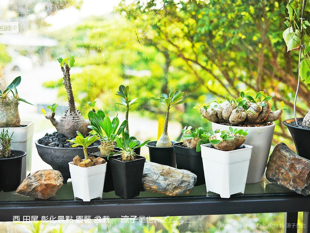 酉 田尾 彰化景點 園藝 盆栽